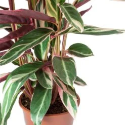 Stromanthe Sanguinea Triostar -Hortology Plants Shop Stromanthe sanguinea Triostar Leaves