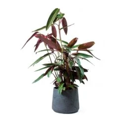Stromanthe Sanguinea Triostar -Hortology Plants Shop Stromanthe sanguinea Triostar Patt Black Washed Planter