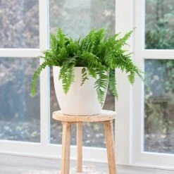 Sven Plant Pot - White 13 Sven Plant Pot - White -Hortology Plants Shop Sven Plant Pot White LS1