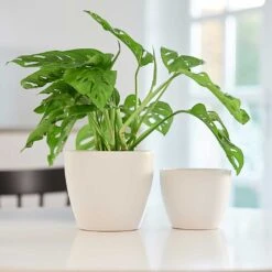 Sven Plant Pot - White 16 Sven Plant Pot - White -Hortology Plants Shop Sven White Houseplants