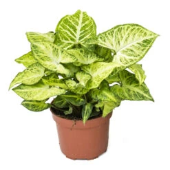 Syngonium Nephthytis Arrow - Arrow Plant 17 Syngonium Nephthytis Arrow - Arrow Plant -Hortology Plants Shop Syngonium nephphytis Arrow Arrow Plant 12cm