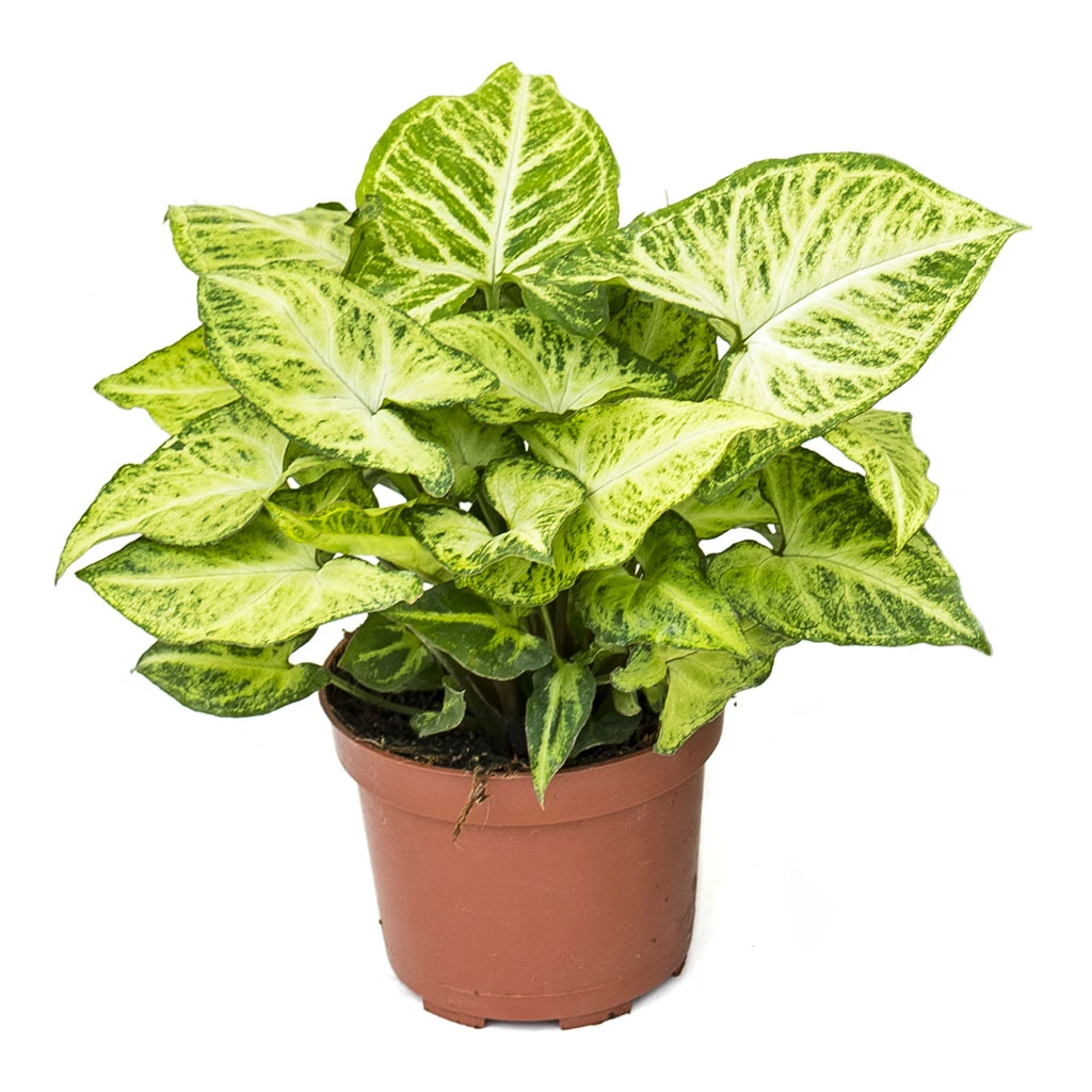 Syngonium Nephthytis Arrow - Arrow Plant 8 Syngonium Nephthytis Arrow - Arrow Plant - Image 6