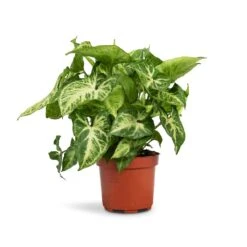 Syngonium Nephthytis Arrow - Arrow Plant 14 Syngonium Nephthytis Arrow - Arrow Plant -Hortology Plants Shop Syngonium nephthytis Arrow Arrow Plant 12x25cm