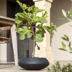 Tara Natural Bowl Planter - Black -Hortology Plants Shop TaraNaturalPlanter Black 3