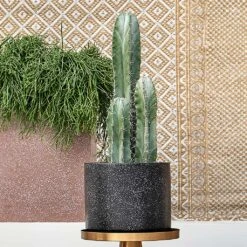 Terrazzo Cylinder Planter - Black -Hortology Plants Shop Terrazo Cylinder Black Lifestyle