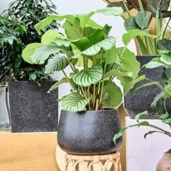 Terrazzo Darcy Planter - Black 23 Terrazzo Darcy Planter - Black -Hortology Plants Shop Terrazo Darcy Black Lifestyle