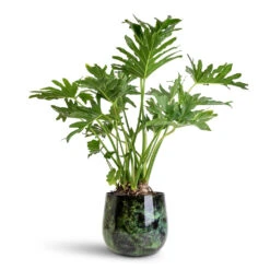 Emmie Metal Plant Pot - Mystic Green 16 Emmie Metal Plant Pot - Mystic Green -Hortology Plants Shop Thaumatophyllum bipinnatifidum Tree Philodendron 24x90cm Emmie Metal Pot Mystic Green 27x23cm 1
