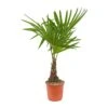 Trachycarpus Fortunei - Windmill Palm -Hortology Plants Shop Trachycarpus fortunei Windmill Palm 21x75cm