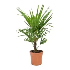 Trachycarpus Fortunei - Windmill Palm 11 Trachycarpus Fortunei - Windmill Palm -Hortology Plants Shop Trachycarpus fortunei Windmill Palm 23x90cm
