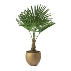 Trachycarpus Fortunei - Windmill Palm 16 Trachycarpus Fortunei - Windmill Palm -Hortology Plants Shop Trachycarpus fortunei Windmill Palm Mini Orb Kevan Plant Pot Metallic Copper Plant Pot