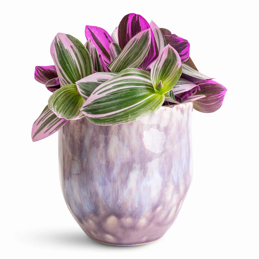 Davide Plant Pot - Lavender Haze 6 Davide Plant Pot - Lavender Haze - Image 4