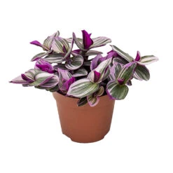 Tradescantia Albiflora Nanouk - Fantasy Venice -Hortology Plants Shop Tradescantia albiflora Nanouk Fantasy Venice 12cm
