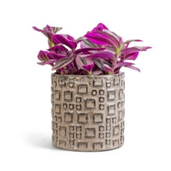 Fiene Plant Pot - Grey -Hortology Plants Shop Tradescantia albiflora Nanouk Fantasy Venice 12x20cm Fiene Plant Pot Grey 14x14cm
