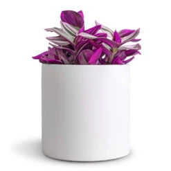 Puk Essentials Planter - Matt White -Hortology Plants Shop Tradescantia albiflora Nanouk Fantasy Venice 12x20cm Puk Essentials Planter Matt White 15x15cm dd64377e 9d7b 4047 88a3 a6711f9be8f3