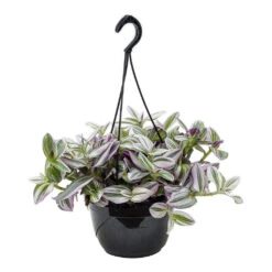 Tradescantia Albiflora Nanouk - Fantasy Venice -Hortology Plants Shop Tradescantia albiflora Nanouk Fantasy Venice 20cm