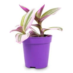 Tradescantia Albiflora Nanouk - Fantasy Venice -Hortology Plants Shop Tradescantia albiflora Nanouk Fantasy Venice 5x5cm 2