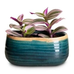 Tradescantia Albiflora Nanouk - Fantasy Venice -Hortology Plants Shop Tradescantia albiflora Nanouk Fantasy Venice 5x5cm 2 Plants Iris Oval Plant Bowl Turquoise 15x8x8cm