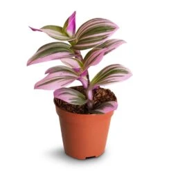 Tradescantia Albiflora Nanouk - Fantasy Venice -Hortology Plants Shop Tradescantia albiflora Nanouk Fantasy Venice 5x5cm
