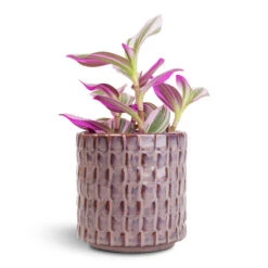 Stian Plant Pot - Lavender Candy -Hortology Plants Shop Tradescantia albiflora Nanouk Fantasy Venice 8x10cm Stian Plant Pot Deep Lavender 10x11cm