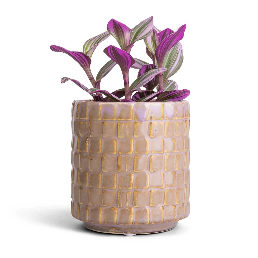 Stian Plant Pot - Soft Nougat 5 Stian Plant Pot - Soft Nougat - Image 3