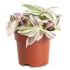 Tradescantia Zebrina - Brightness 12 Tradescantia Zebrina - Brightness -Hortology Plants Shop Tradescantia brightness 12x15cm