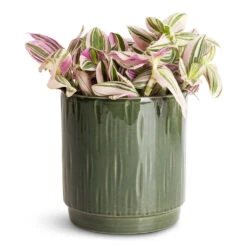 Stella Plant Pot - Sage 13 Stella Plant Pot - Sage -Hortology Plants Shop Tradescantia brightness 12x15cm Stella Pot Sage 13x14cm 1