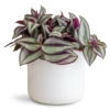 Tradescantia Zebrina - Inch Plant 2 Tradescantia Zebrina - Inch Plant -Hortology Plants Shop Tradescantia zebrina 12x15cm lisbon Pot White 13x13cm