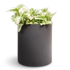 Tradescantia Zebrina - Brightness 15 Tradescantia Zebrina - Brightness -Hortology Plants Shop Tradescantia zebrina Brightness 12x15cm Puk Natural Planter Matt Black 15x15cm