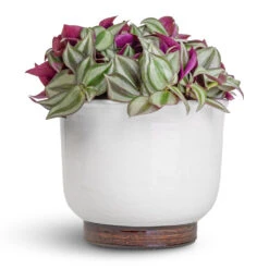 Tradescantia Zebrina - Inch Plant 27 Tradescantia Zebrina - Inch Plant -Hortology Plants Shop Tradescantia zebrina Inch Plant 12x10cm Jayla Plant Pot White 17x14cm