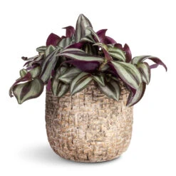 Tradescantia Zebrina - Inch Plant 20 Tradescantia Zebrina - Inch Plant -Hortology Plants Shop Tradescantia zebrina Inch Plant 12x15cm Maxim Plant Pot Shiny Sand 14x13cm