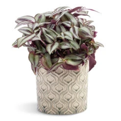Tradescantia Zebrina - Inch Plant 29 Tradescantia Zebrina - Inch Plant -Hortology Plants Shop Tradescantia zebrina Inch Plant 12x15cm Venetian Plant Pot Grey 16x14cm