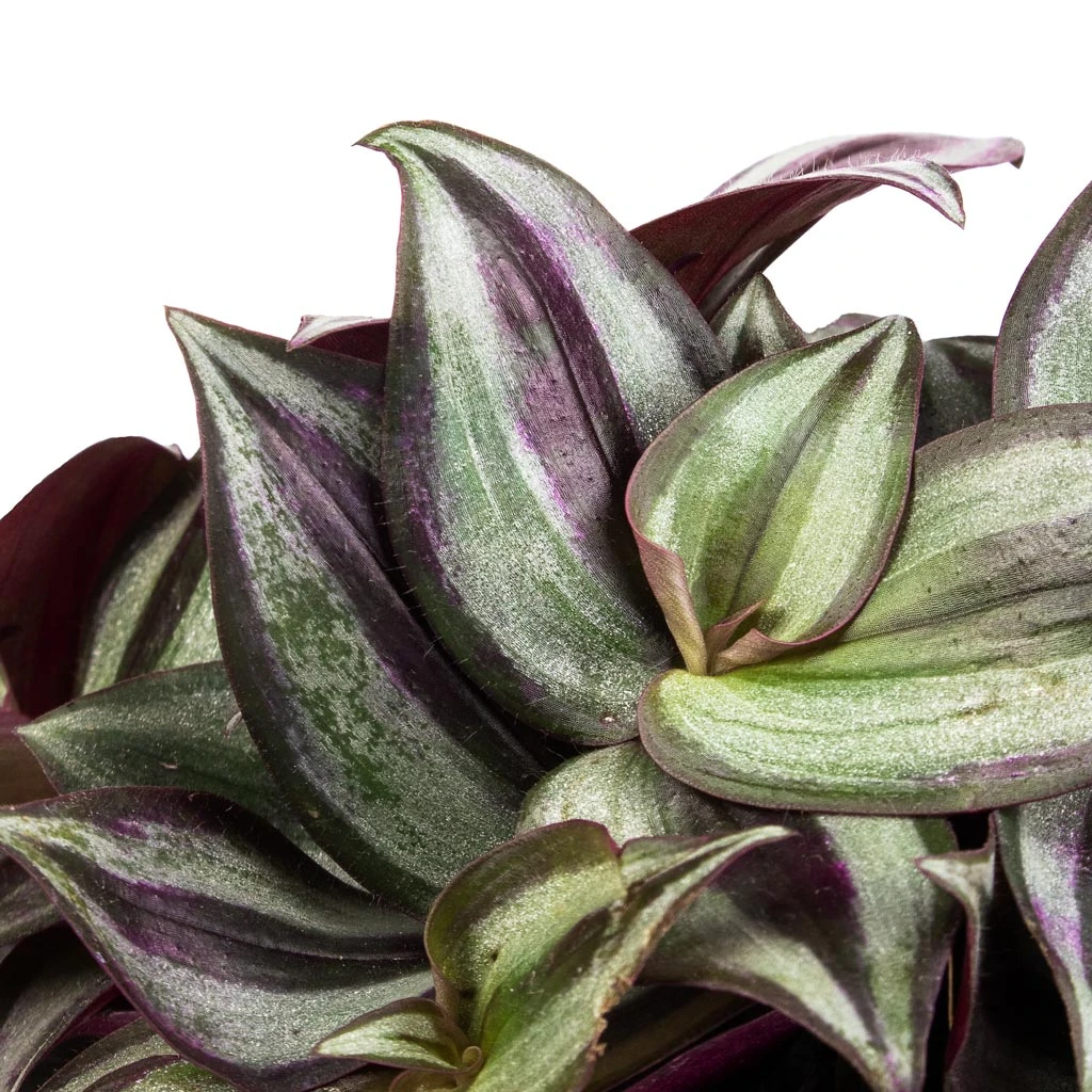 Tradescantia Zebrina - Inch Plant 14 Tradescantia Zebrina - Inch Plant - Image 12