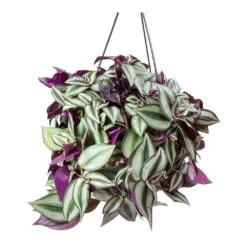 Tradescantia Zebrina - Inch Plant 25 Tradescantia Zebrina - Inch Plant -Hortology Plants Shop Tradescantia zebrina Wandering Jew Houseplant