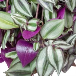 Tradescantia Zebrina - Inch Plant 22 Tradescantia Zebrina - Inch Plant -Hortology Plants Shop Tradescantia zebrina Wandering Jew Houseplant Leaves