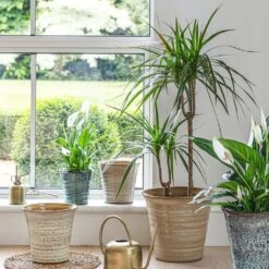 Vallo Plant Pot - Sand Cream -Hortology Plants Shop Vallo Pot Sand Cream 2