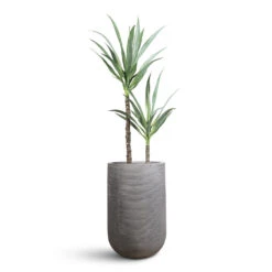Cody Ridged Tall Planter - Dark Grey 24 Cody Ridged Tall Planter - Dark Grey -Hortology Plants Shop Yucca Artificial 110cm 2 stems Cody Ridged Tall Planter Dark Grey 35x55cm