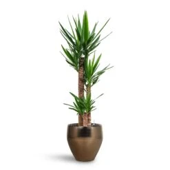 Yucca - HydroCare -Hortology Plants Shop Yucca HydroCare Amora Couple Planter Gold
