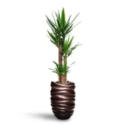 Yucca - HydroCare -Hortology Plants Shop Yucca HydroCare Gradient Lee Partner Planter Matt Coffee