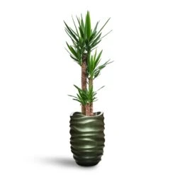 Yucca - HydroCare -Hortology Plants Shop Yucca HydroCare Gradient Lee Partner Planter Matt Forest