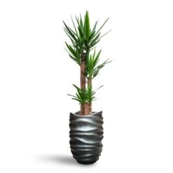Yucca - HydroCare -Hortology Plants Shop Yucca HydroCare Gradient Lee Partner Planter Matt Grey