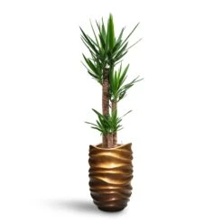 Yucca - HydroCare -Hortology Plants Shop Yucca HydroCare Gradient Lee Partner Planter Matt Honey