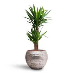 Yucca - HydroCare -Hortology Plants Shop Yucca Hydroculture 2 stems Opus Hammered Globe Planter Silver 40 x 32cm