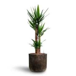 Yucca - HydroCare -Hortology Plants Shop Yucca Hydroculture 3 stems Luxe Lite Waterfall Cylinder Planter Bronze 40 x 38cm