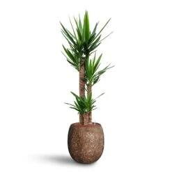 Yucca - HydroCare -Hortology Plants Shop Yucca Hydroculture 3 stems Polystone Coated Balloon Planter Rock 42 x 42cm