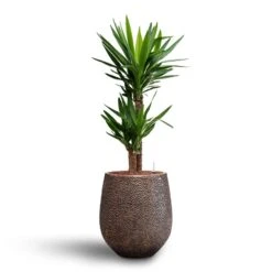 Yucca - HydroCare -Hortology Plants Shop Yucca Hydroculture2 stems Opus Hit Darcy Planter Gold 38 x 42cm