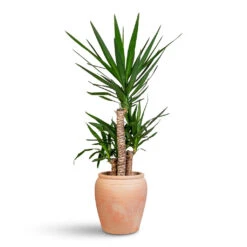 Yucca Elephantipes - Spineless Yucca -Hortology Plants Shop Yucca elephantipes 21x100cm 3 stems Rhea Pot Terracotta 32x34cm