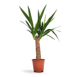 Yucca Elephantipes - Spineless Yucca -Hortology Plants Shop Yucca elephantipes Spineless Yucca 14x60cm