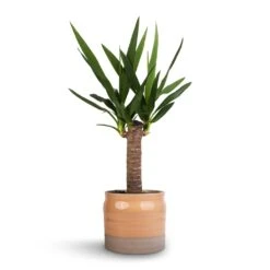 Yucca Elephantipes - Spineless Yucca -Hortology Plants Shop Yucca elephantipes Spineless Yucca 14x60cm Puro Ripple Plant Pot Peach 17x16cm 46a05443 b5cb 422b a2bf e59f8275c0eb