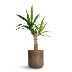 Remmi Glaze Plant Pot - Mocha 18 Remmi Glaze Plant Pot - Mocha -Hortology Plants Shop Yucca elephantipes Spineless Yucca 14x60cm Remmi Glaze Plant Pot Mocha 16x16cm