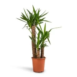 Yucca Elephantipes - Spineless Yucca -Hortology Plants Shop Yucca elephantipes Spineless Yucca 21x100cm 3stems